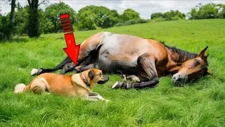 The old dog lay down next to the dying foal and a miracle happened before our eyes!