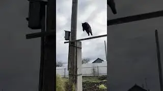 Летуны 😻 умные коты