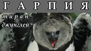 ГАРПИЯ - Тиран джунглей