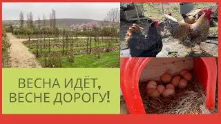 Съездила в питомник роз, мои куры, теплица