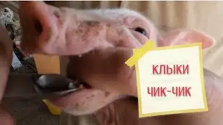 Клыки удаляем крупным планом 👊🐷👊 Двойной опорос без меня