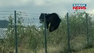 Visuals Of Wild Bear Found Trespassing Solar Power Grid In Nabarangpur