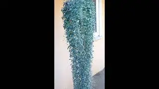 ДІХОНДРА-ЦЕ ДИВОВИЖНА РОСЛИНА