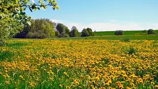 The healing sounds of insects buzzing. White noise, - 10 hours to relieve stress. Spring meadow.