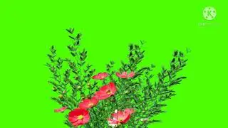 Wedding green screen background effect | Shaadi background frame 2021