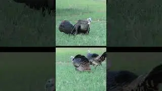 Turkey Hunting Highlights {Part 2}