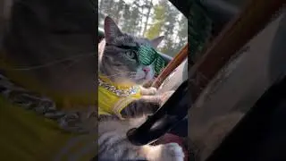 ВАЛИМ НА ГЕЛИКЕ - НУРМИНСКИЙ (СOVER) кошачья версия