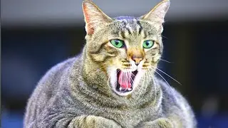 Female Cat Mating Call | cat noises |Female cat Sounds to Attract Male Cats | Female Cat Heat sounds