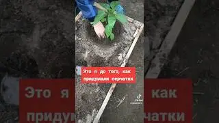 🌱 Только одна я не могу работать в ПЕРЧАТКАХ 🧤 ???