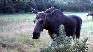 О лосях и солонцах. Старый охотник делится опытом