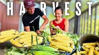 Summer ABUNDANCE: Harvest and Preserving SWEET CORN for the Winter