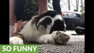 Giant lazy dog refuses to get up