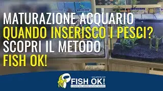 Maturazione Acquario: quando inserisco i pesci? Scopri il metodo Fish Ok!