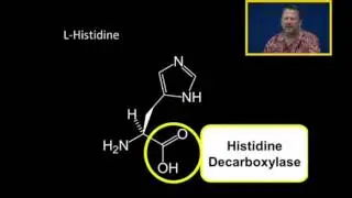 Biosynthesis of Histamine