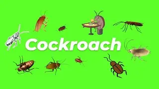 Animated Cockroach GIF Green Screen Pack (Free Download)