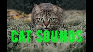 Cat sounds effect. Effekt der Katzengeräusche. Köttur hljómar áhrif. Kesan bunyi kucing.