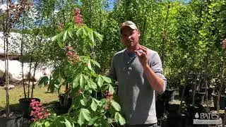 Its Worth a Grow: Horse Chestnut