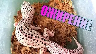 ОЖИРЕНИЕ У ЭУБЛЕФАРА / ПРИЧИНЫ ПОЯВЛЕНИЯ / РЕШЕНИЕ / РАЦИОН ПИТАНИЯ