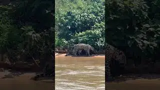 Mum and cub in the Brazilian #pantanal #jaguar