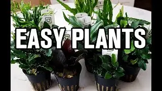 SUPER EASY AQUARIUM PLANTS!