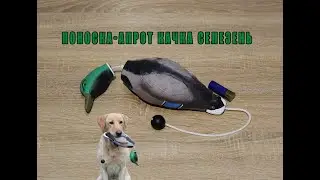 Поноска апорт качка селезень.