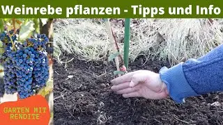 Weinrebe pflanzen | Weintraube pflanzen | Tipps und Info