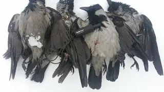 Nordik Crow — манок на ворону