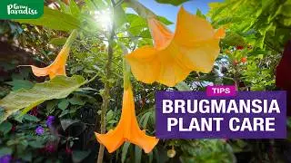 Brugmansia plant care | How to grow from Seed & Cuttings + Feed & Winter protection