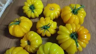 Лучшие ТОМАТЫ. Моя коллекция ТОМАТОВ 2024. (каталог часть вторая)