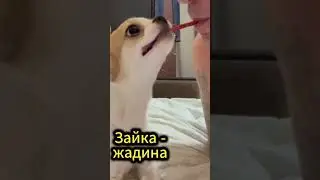 Зайка не даёт колбаску #чихуахуа