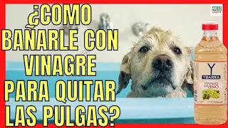 🛁 HOW TO BATHE A DOG WITH VINEGAR TO REMOVE FLEAS AND TICKS? 🛁