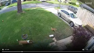 Video shows chaotic moments when dog attacks 2 smaller dogs in Murray Hill