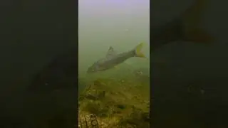 River Dunajec Underwater