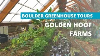 Ceres Boulder Greenhouse Tours | Tropical Greenhouse at Golden Hoof Farms