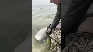 Rare albino catfish caught and released into lake #catfishing #fishing #freshwaterfishing #fish