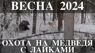 Охота на м медведя с лайками 2024.