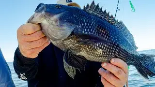 Tutorial: BEST Tactics for Black Sea Bass! (How to, Wrecks, Bottom Fishing, Jigging, Baits)