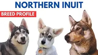 Northern Inuit Dog Breed Profile History - Price - Traits - Northern Inuit Dog Grooming Needs