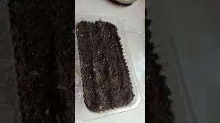 Открываем посевную. Посев виолы.