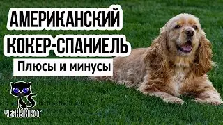 ✔ Американский кокер-спаниель, плюсы и минусы породы