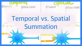 Temporal vs. Spatial Summation