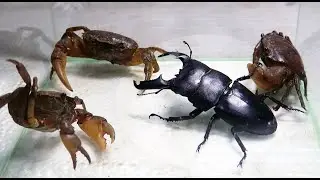 Black Titan Bug and 3 Crabs - King of Insects