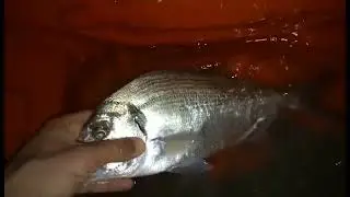 dorada fish