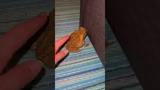 This is Why YOU Should NEVER Pet a Toad! #shorts