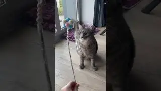 Как порадовать кота 😻 wb: 214021362  