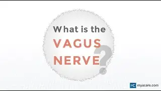 From Breathing to Digestion: How the Vagus Nerve Governs Your Internal Symphony