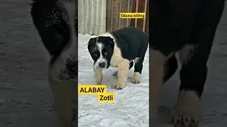 Alabay zotli kuchukcha baho bering #albayati #itlar #zoti #kuchuk@arginalchorva1