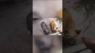 Feeding “Teacup” Pigs