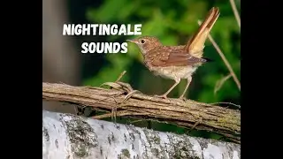 Sounds of the American Nightingale