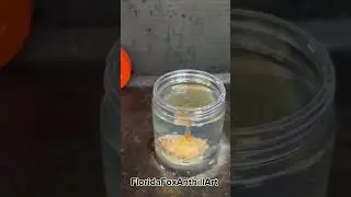 RHCB vs Elmers Gue #Satisfying #Experiment #ASMR #Rhcb